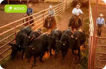 Fazendas e Ranchos no Texas