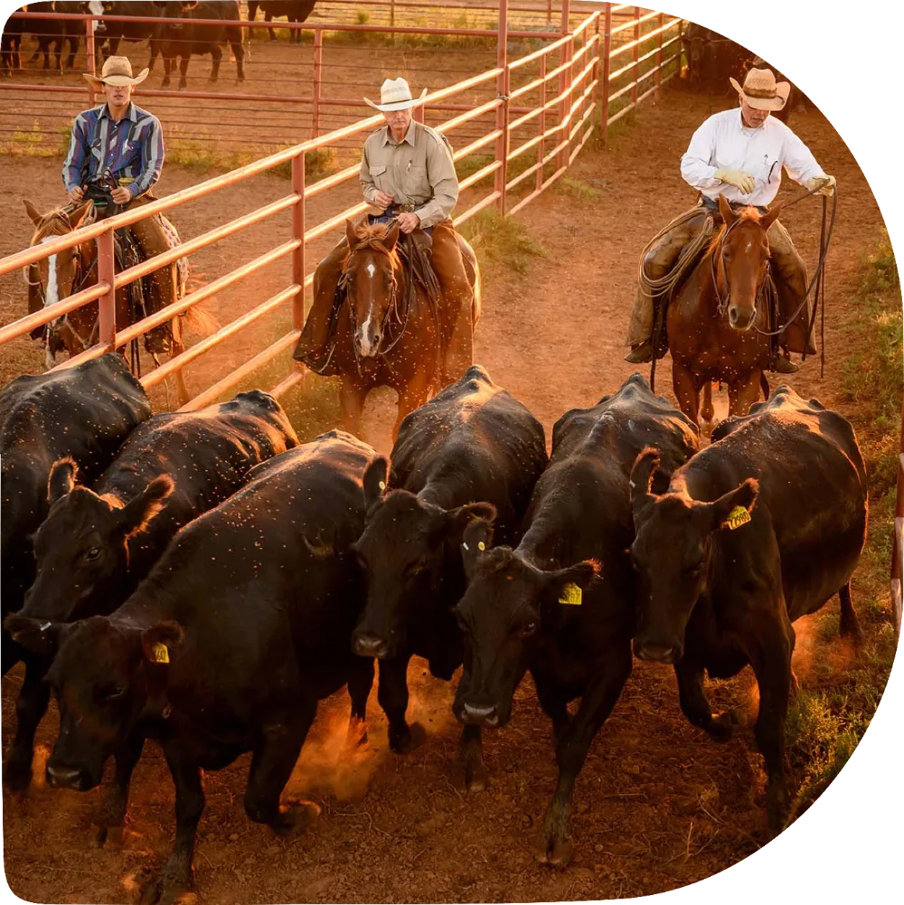 Passeio guiado em fazendas e ranchos no Texas, em português